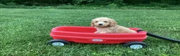 Mini Goldendoodle dogs for sale: Harper - Ad 5