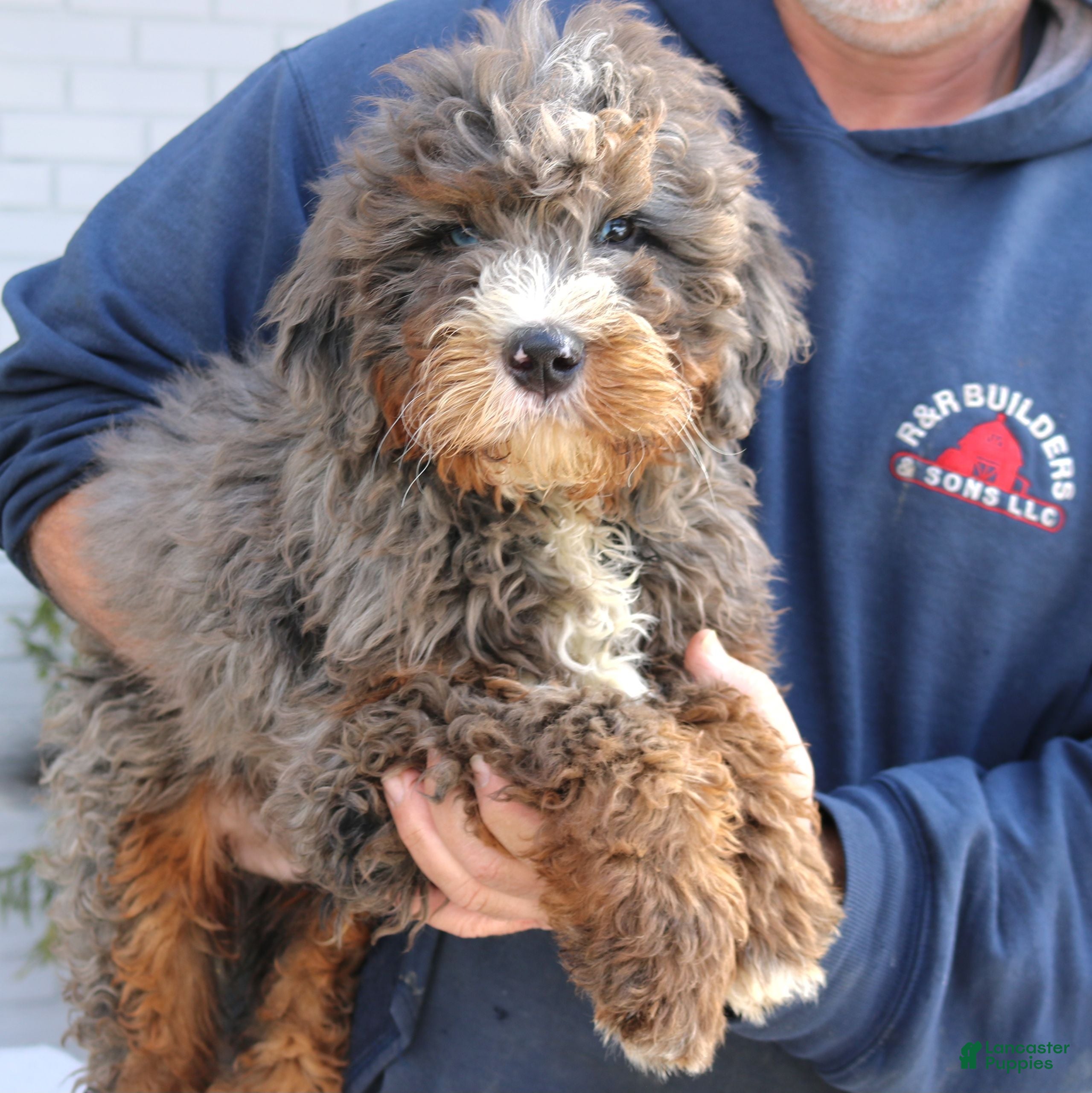 Mini Bernedoodle dogs Baxter  - Ad 2