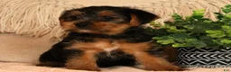 Yorkshire Terrier dogs for sale: Unity - Ad 6