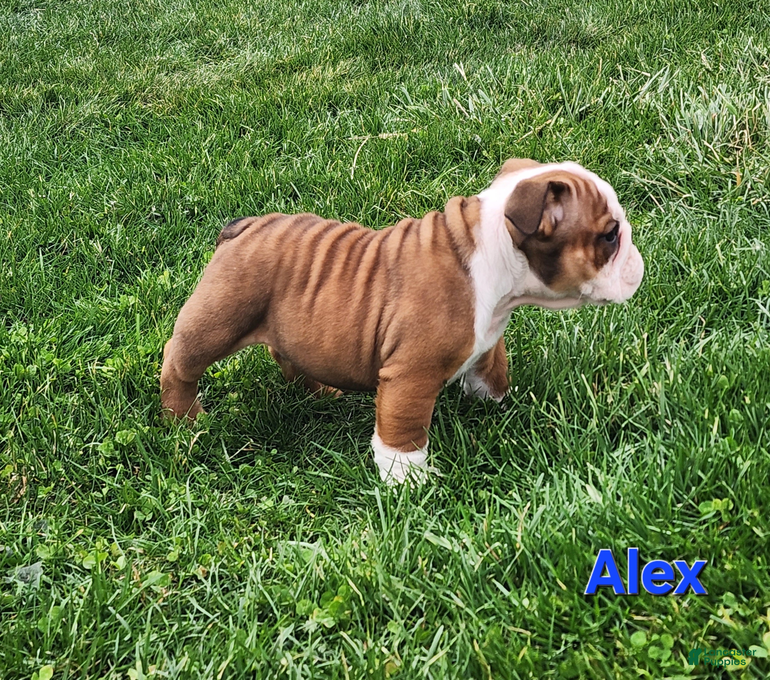 English Bulldog dogs AKC Alex  - Ad 1