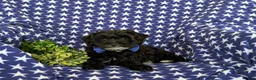 Yorkiepoo dogs for sale: Colbert 6 lbs Full Grown - Ad 5