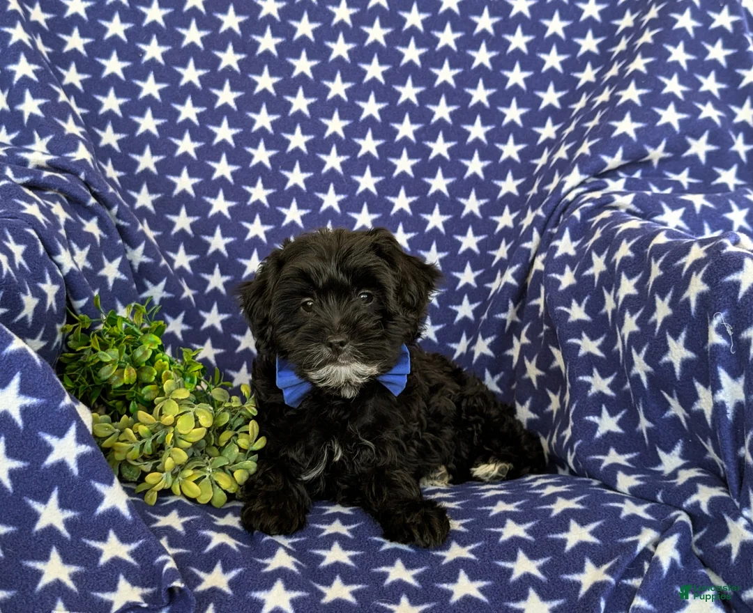 Yorkiepoo dogs for sale: Colbert 6 lbs Full Grown - Ad 5