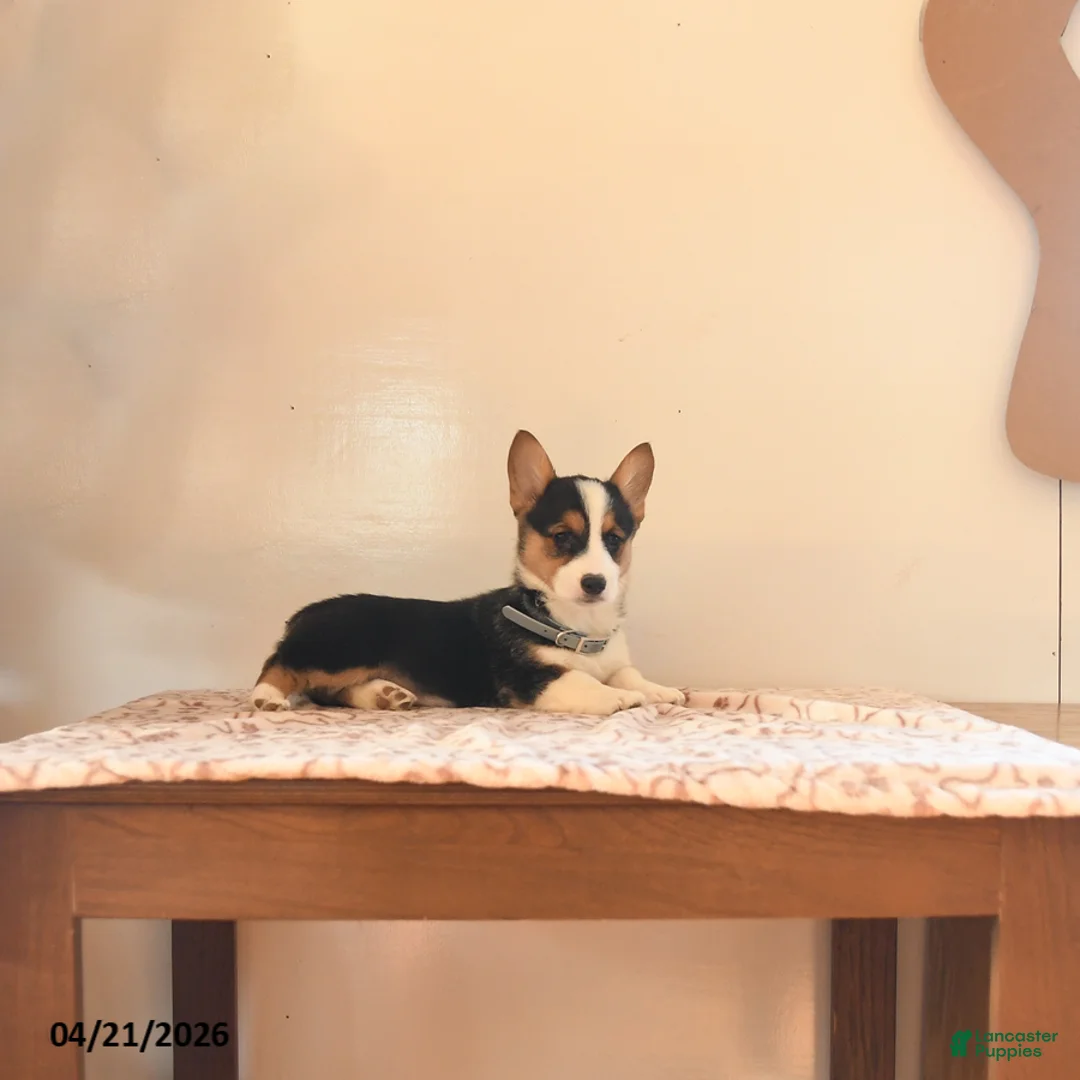 Welsh Corgi Pembroke dogs for sale: Samson - Ad 5
