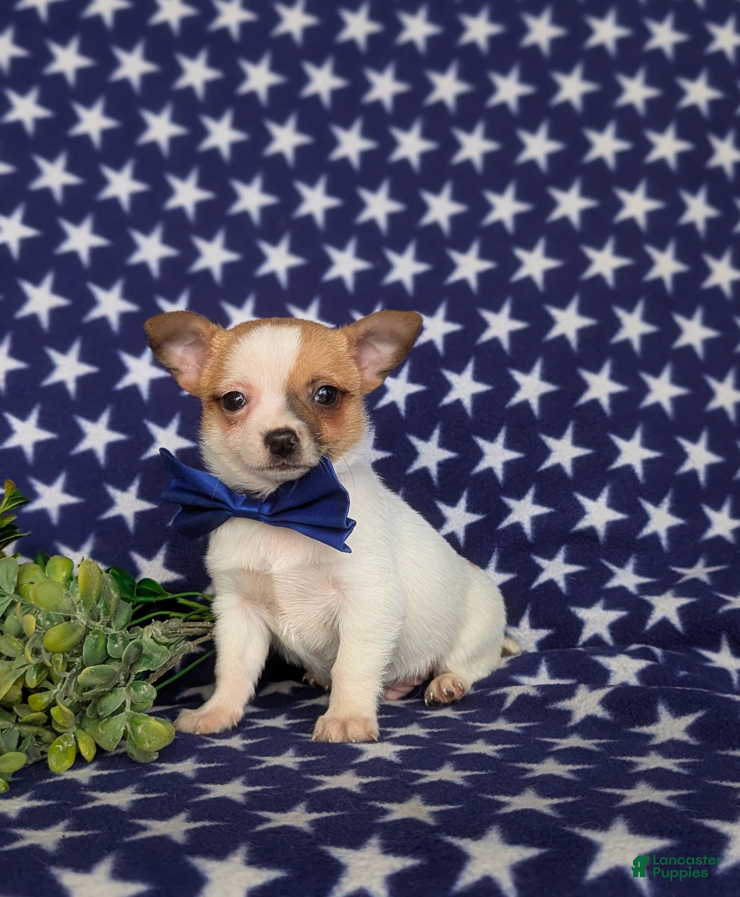 Chihuahua dogs Jaye 6 lbs Full Grown - Ad 2