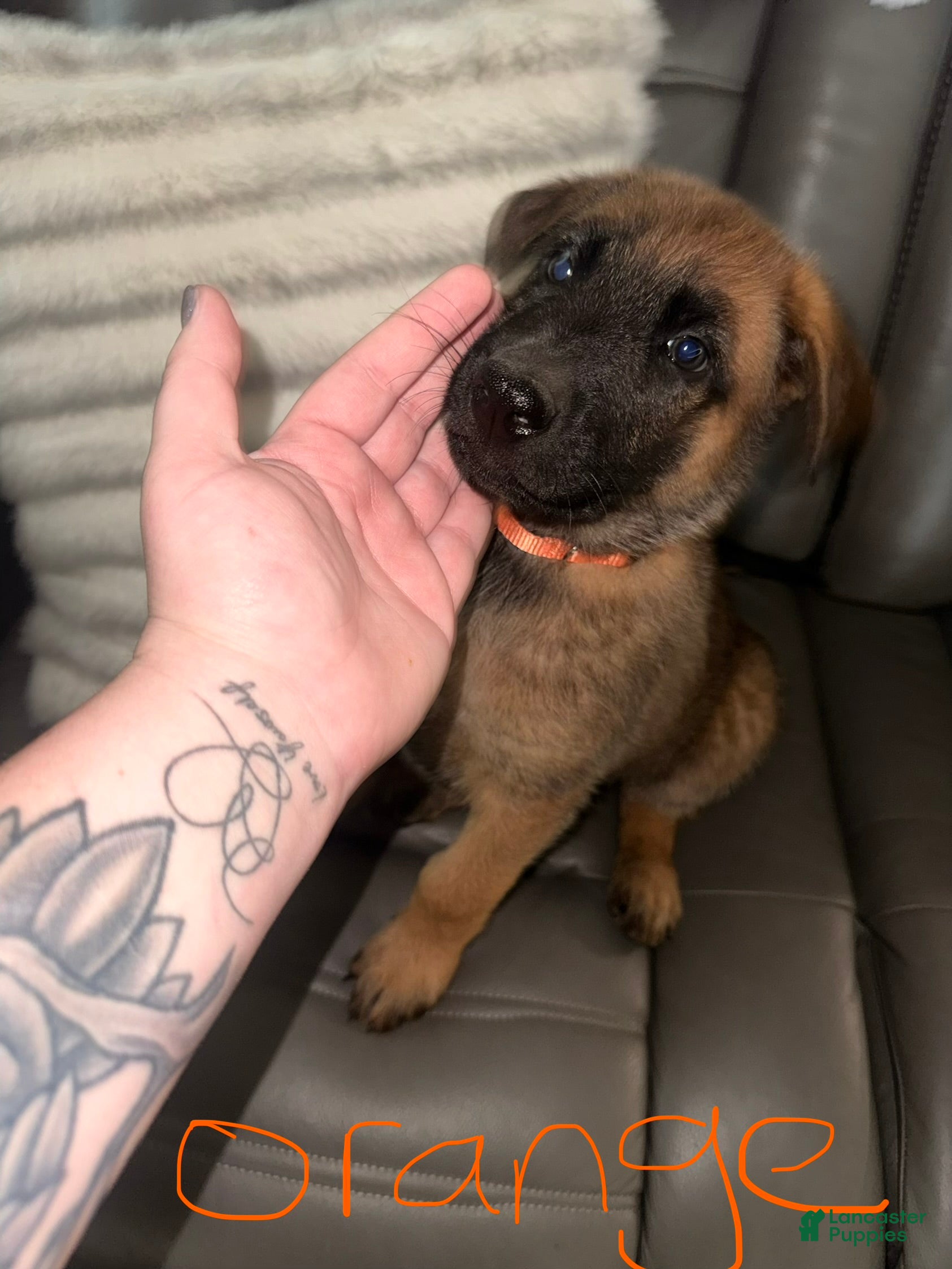 Mixed Breed dogs German Shepard/ Belgian malinois 2 orange collar boy  - Ad 41