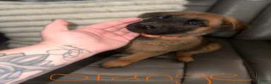 German Shepard/ Belgian malinois 2 orange collar boy 