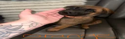 Mixed Breed dogs for sale: German Shepard/ Belgian malinois 2 orange collar boy  - Ad 1