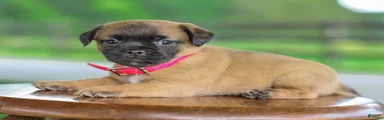 Zoey Jug Puppy