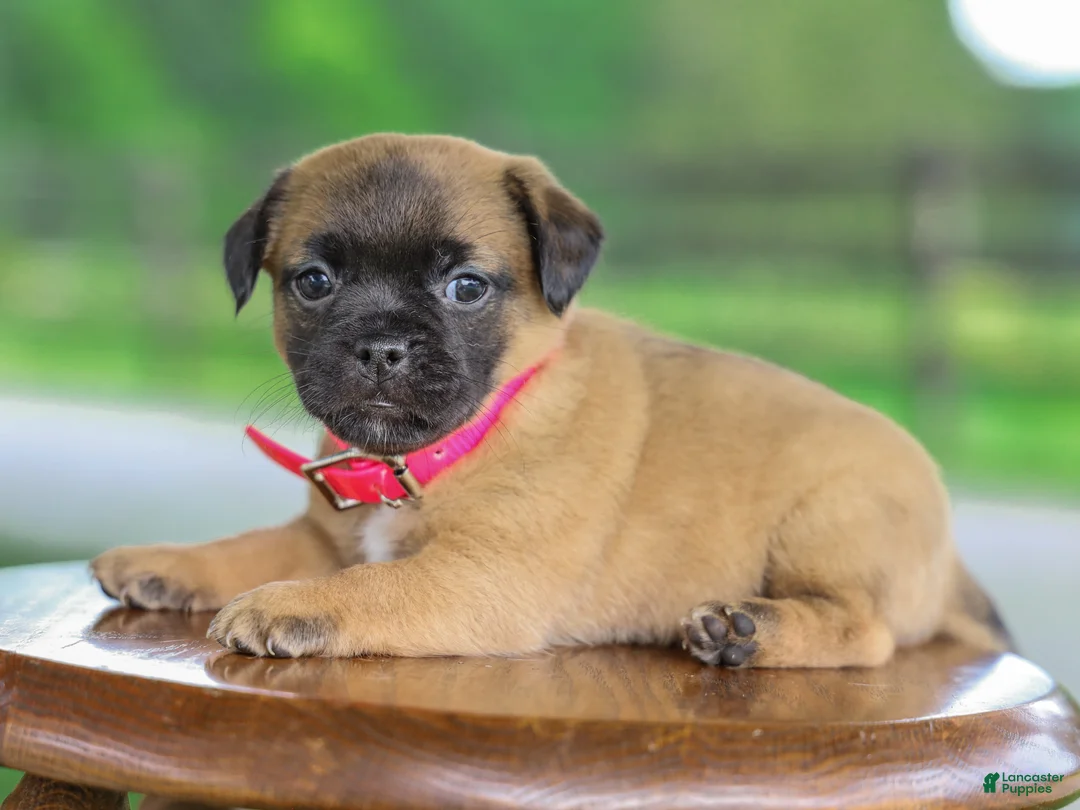 Jug dogs for sale: Zoey Jug Puppy - Ad 1