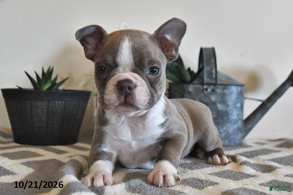 Boston Terrier dogs for sale: Cindy  - Ad 1