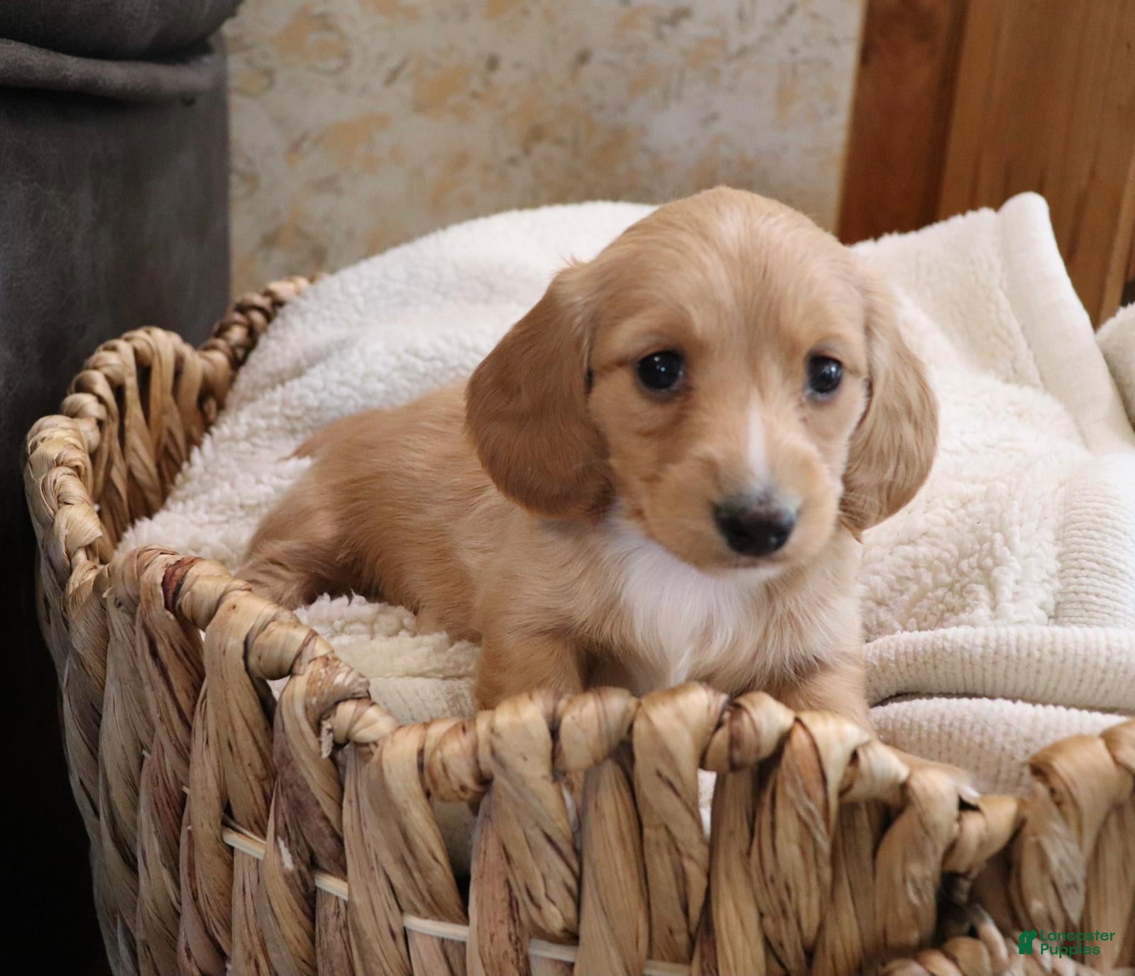 Dachshund dogs Mia - Ad 1