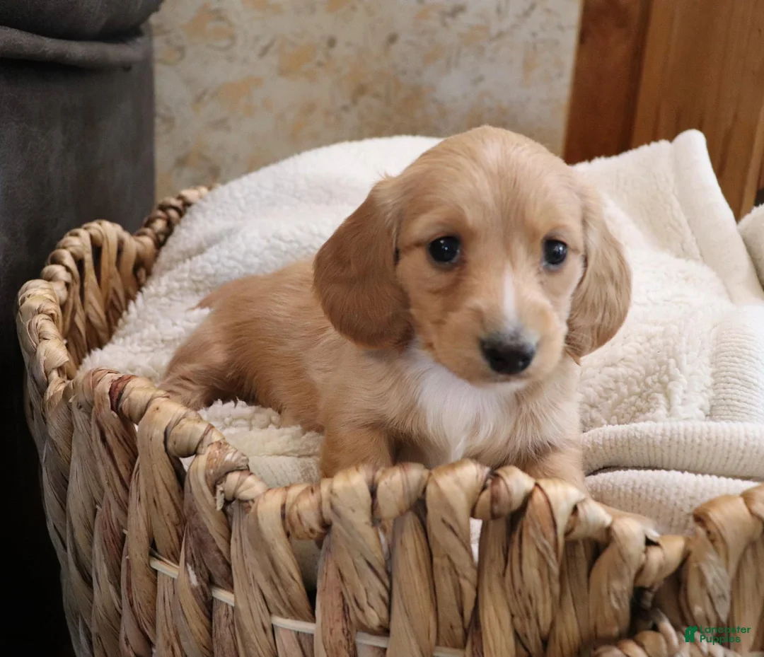 Dachshund dogs for sale: Mia - Ad 1