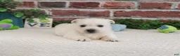 West Highland Terrier dogs for sale: Lemuel - Ad 7