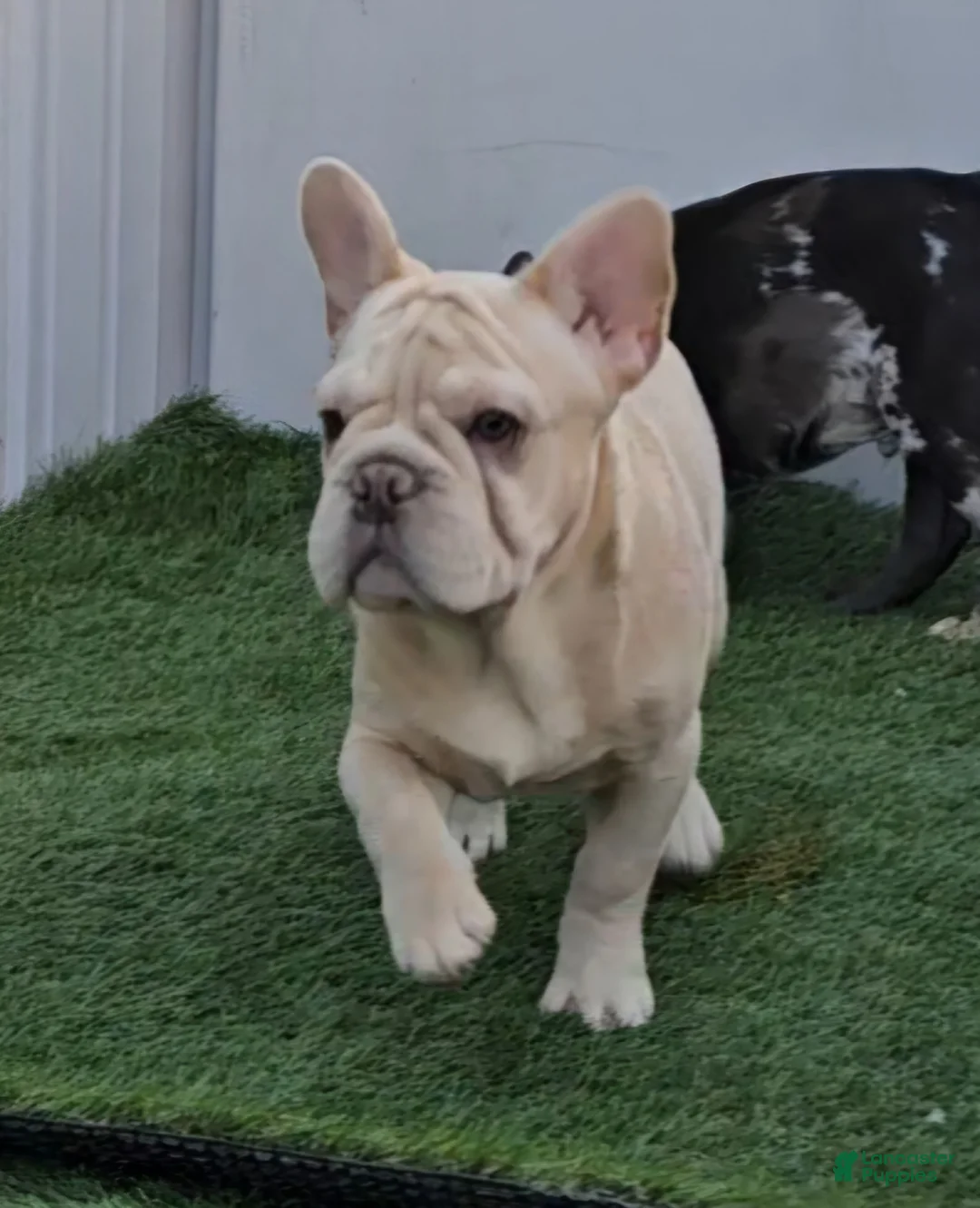 French Bulldog dogs for sale: French Bulldog Puppy 2 - Ad 25