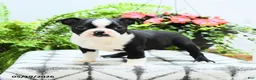 Boston Terrier dogs for sale: Landon - Ad 5