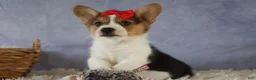 Welsh Corgi Pembroke dogs for sale: Ziggy 🩵 - Ad 16