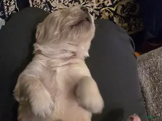 Golden Retriever dogs Golden Retriever Puppy 7 - Ad 14