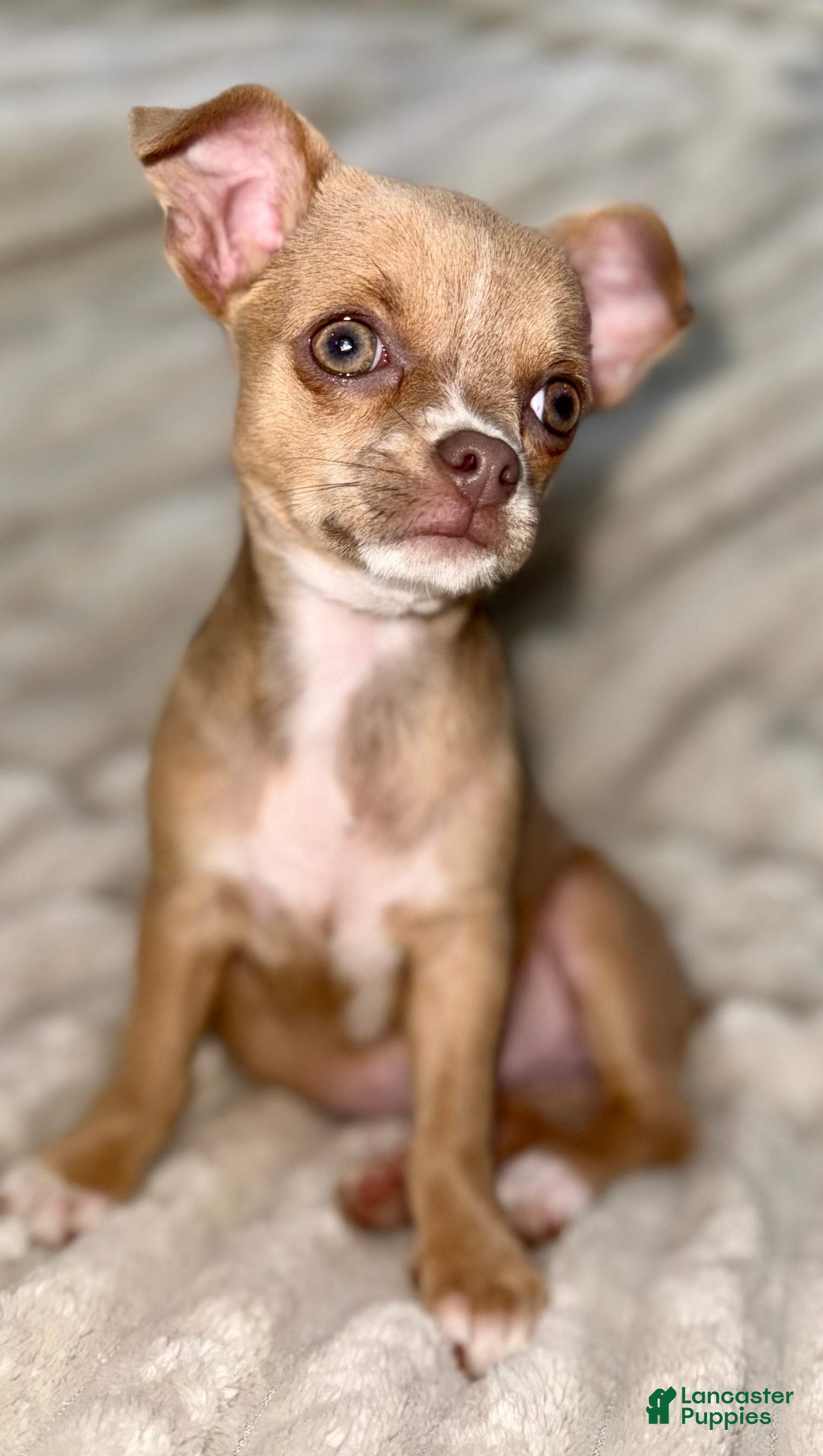 Chihuahua dogs Chihuahua Puppy 1 - Ad 2