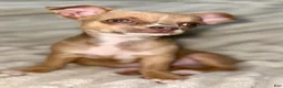 Chihuahua dogs for sale: Chihuahua Puppy 1 - Ad 2