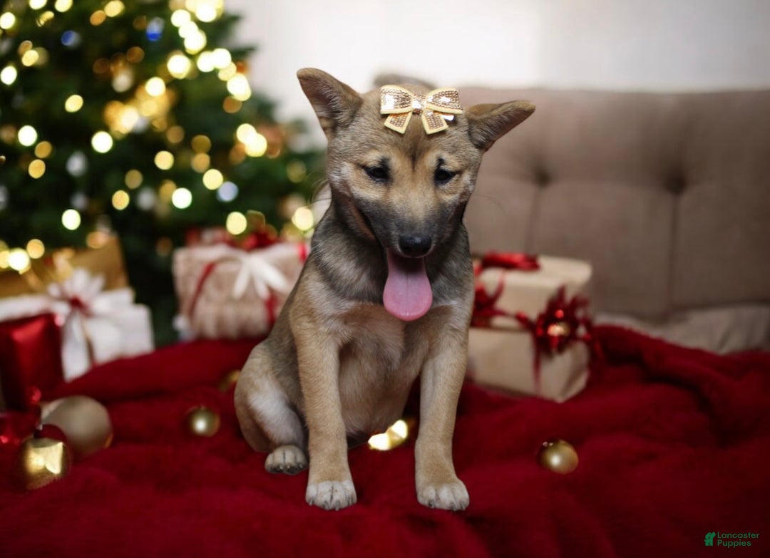 Shiba Inu dogs for sale: Janey - Ad 3