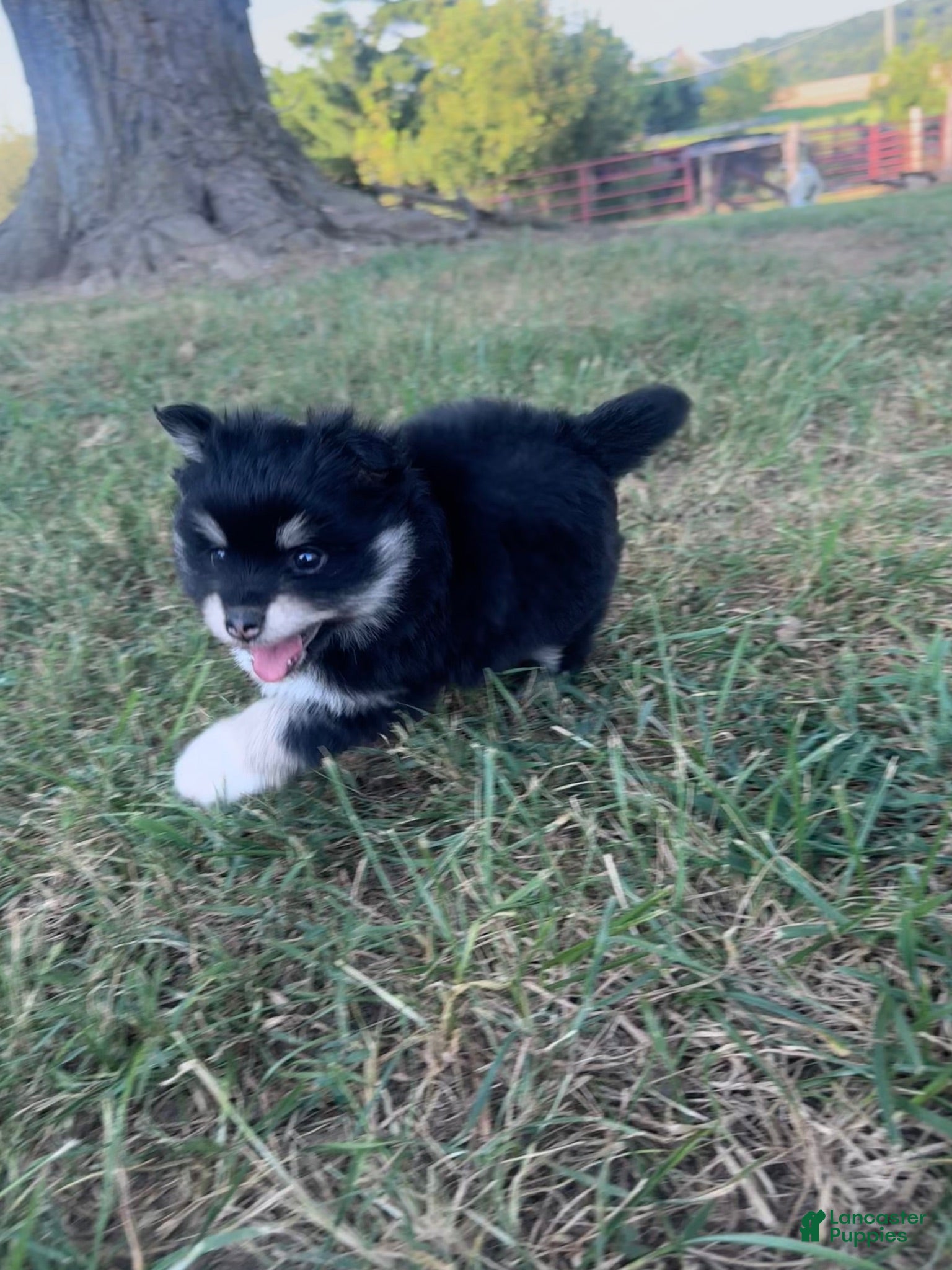 Pomsky dogs June Carter - Ad 2