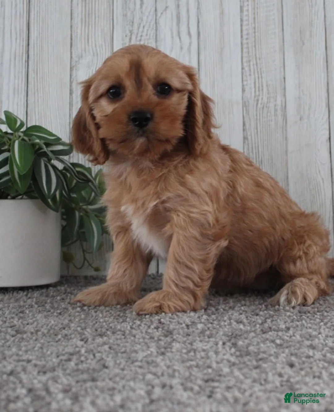 Cavapoo dogs for sale: Ginger - Ad 6