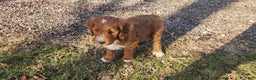 Mixed Breed dogs for sale: Rango - Ad 1