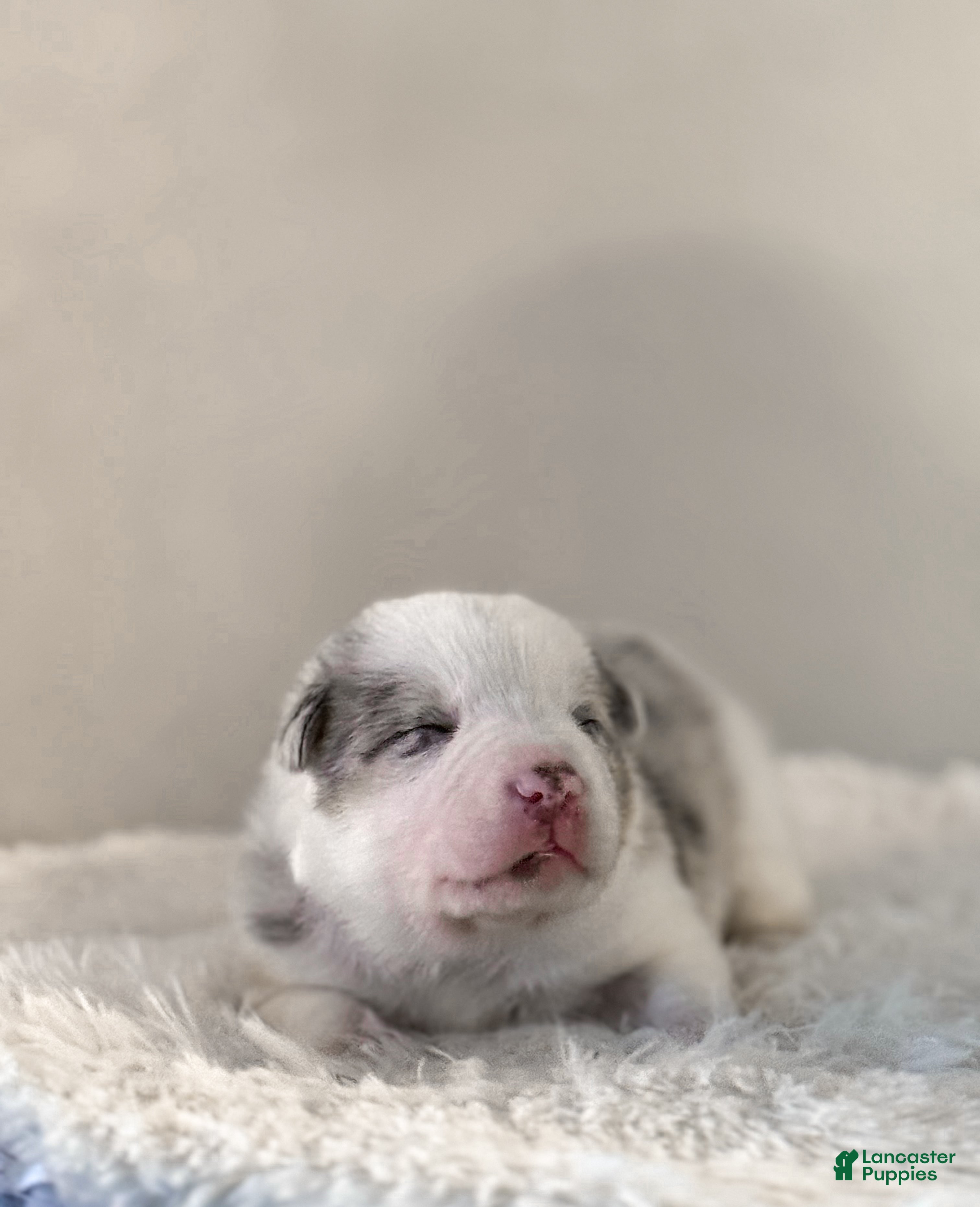 Border Collie dogs Ruger  - Ad 41