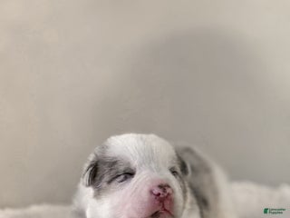 Border Collie dogs Ruger - Ad 40