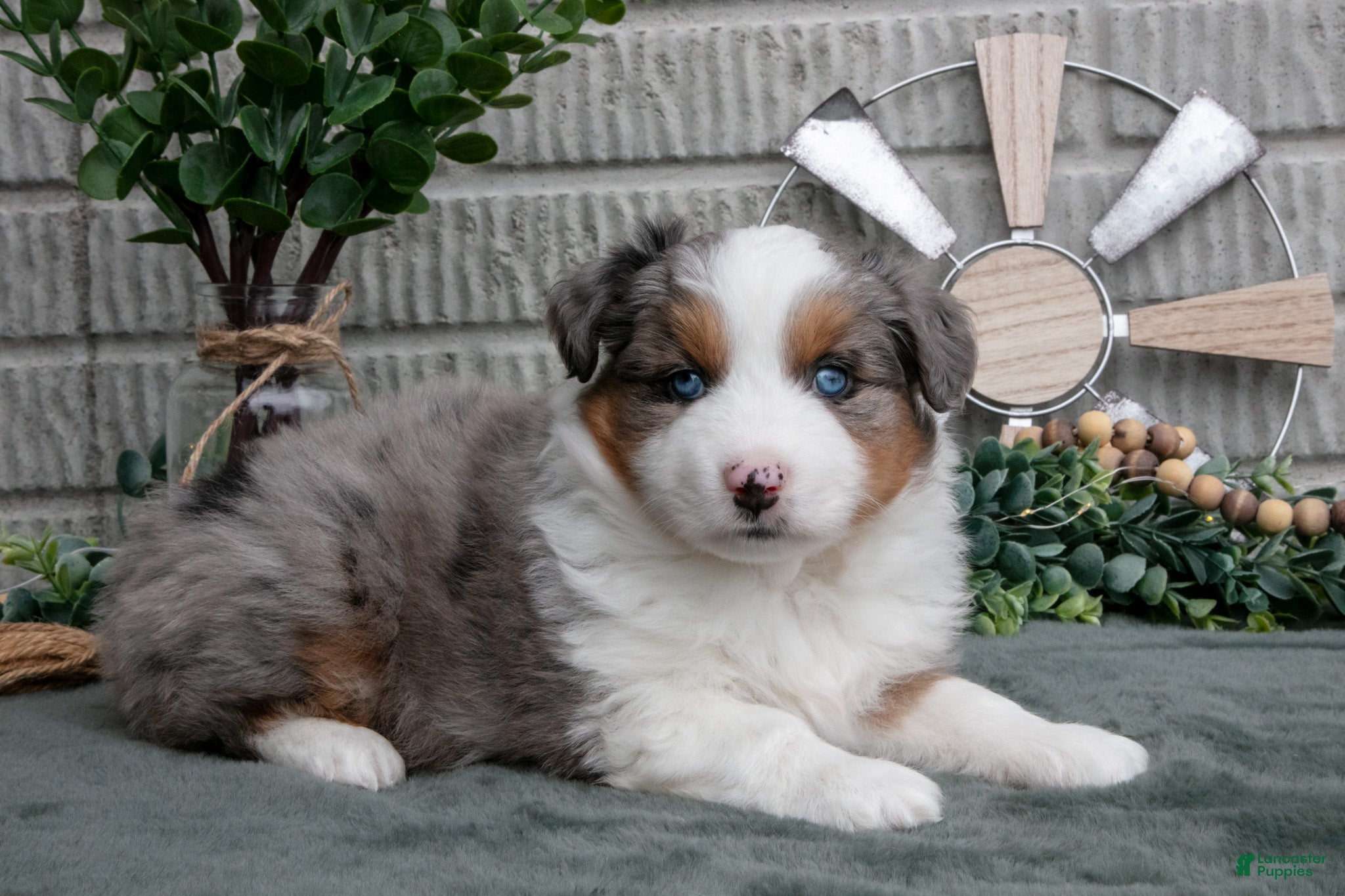 Miniature Australian Shepherd dogs Tucker - Ad 37