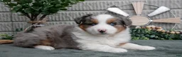 Miniature Australian Shepherd dogs for sale: Tucker - Ad 1