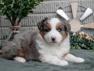 Miniature Australian Shepherd dogs Tucker - Ad 37