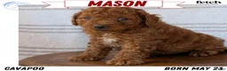 Cavapoo dogs for sale: Mason - Ad 1