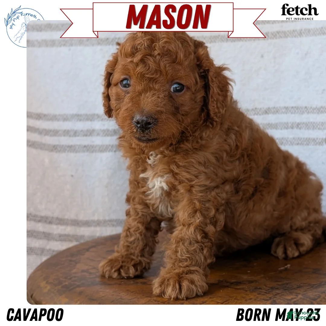 Cavapoo dogs for sale: Mason - Ad 1