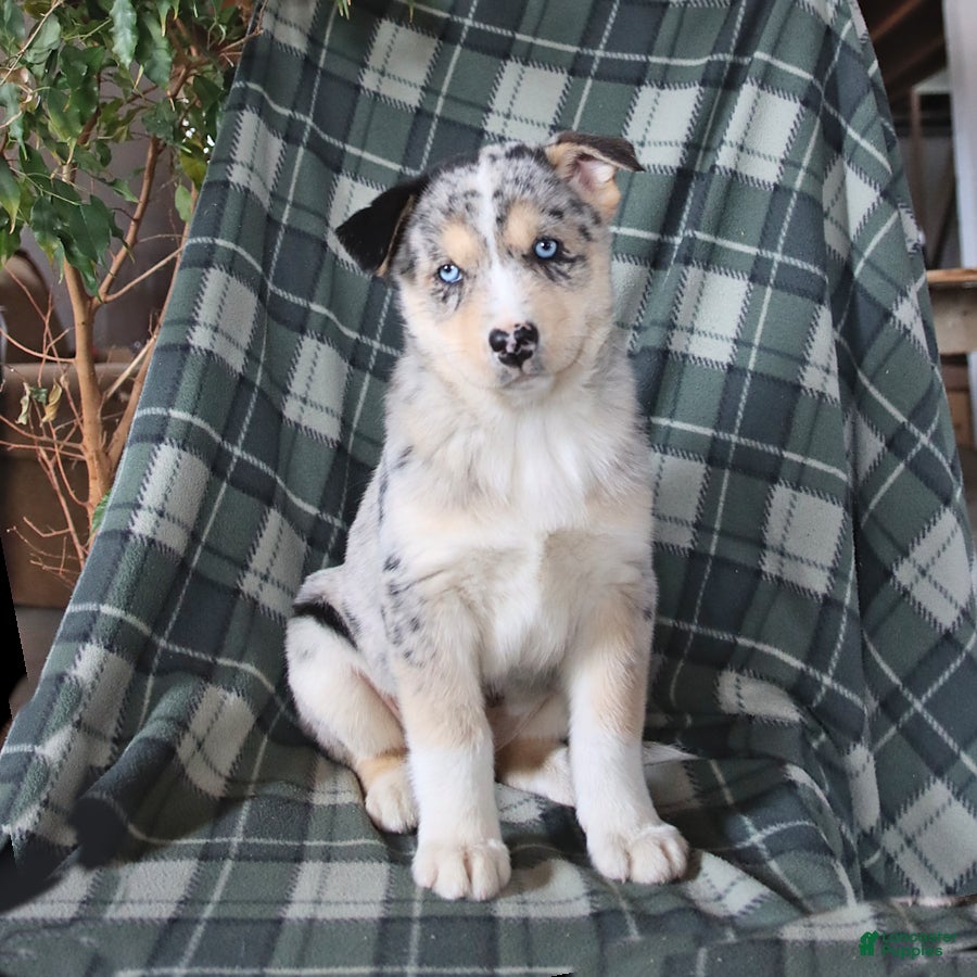 Mixed Breed dogs Sultan - Ad 1