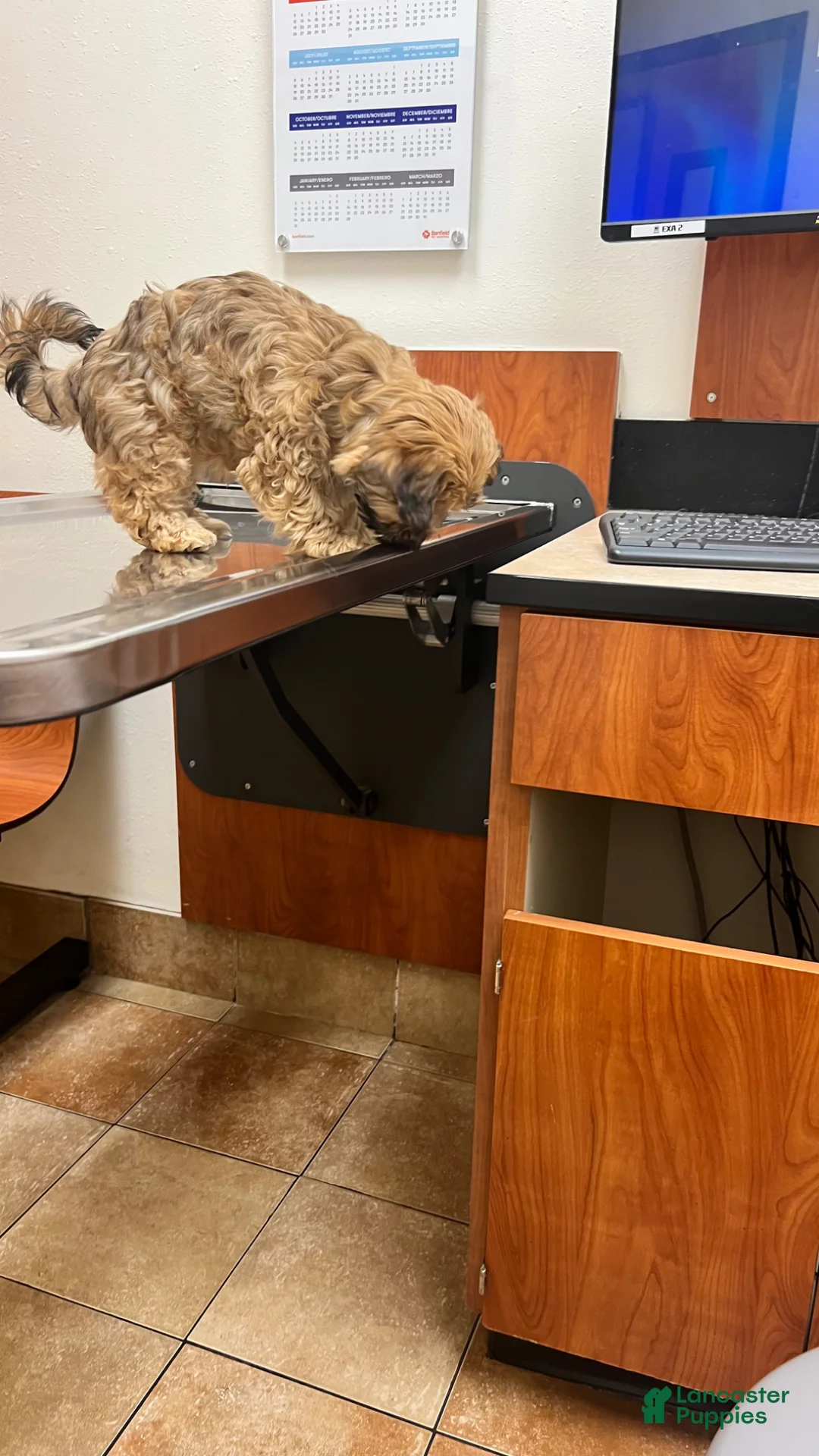 Yorkiepoo dogs for sale: Yorkiepoo Puppy 5 - Ad 1