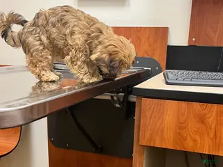 Yorkiepoo dogs Yorkiepoo Puppy 5 - Ad 5