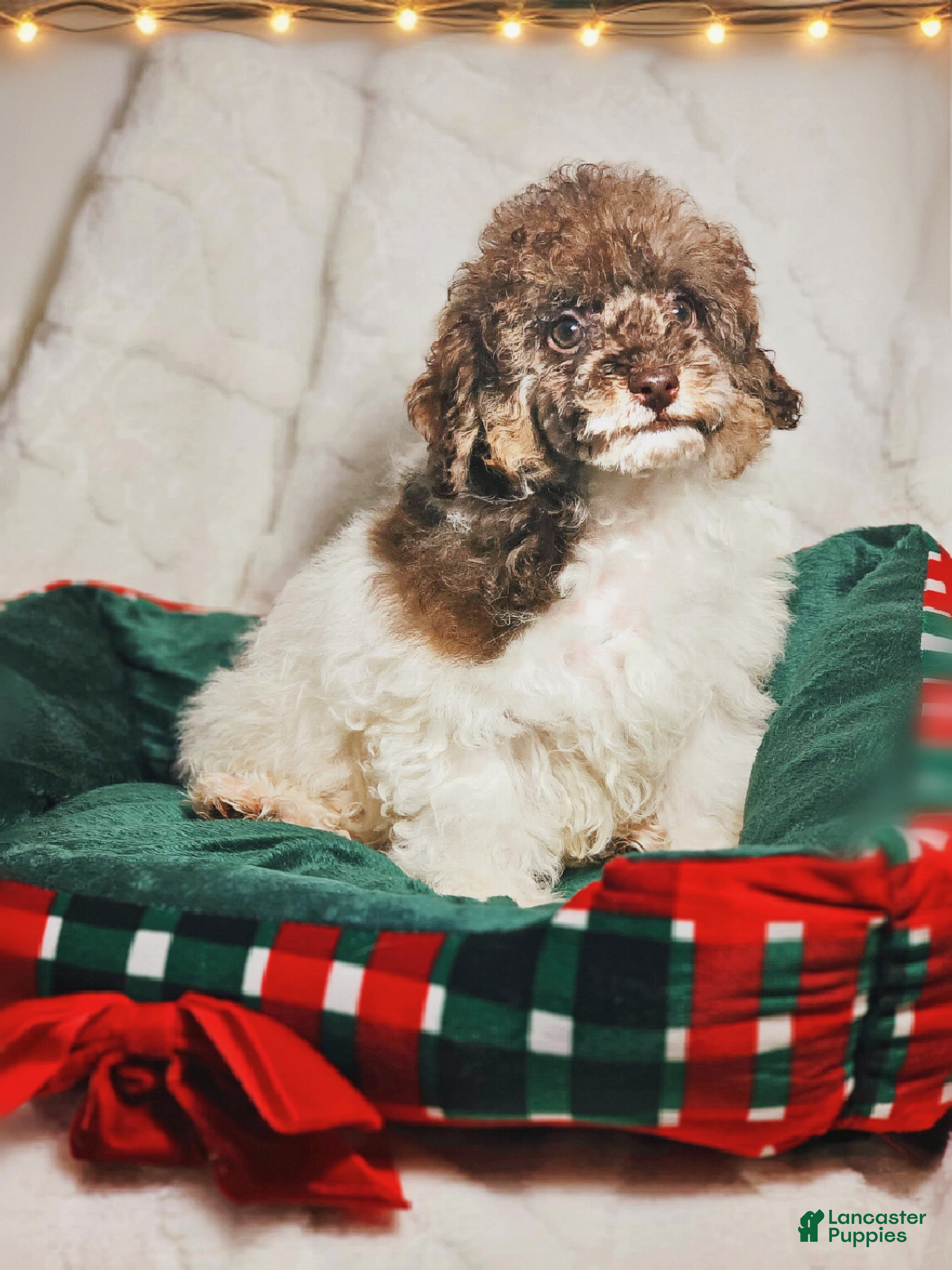 Toy Poodle dogs Trundle - Ad 3