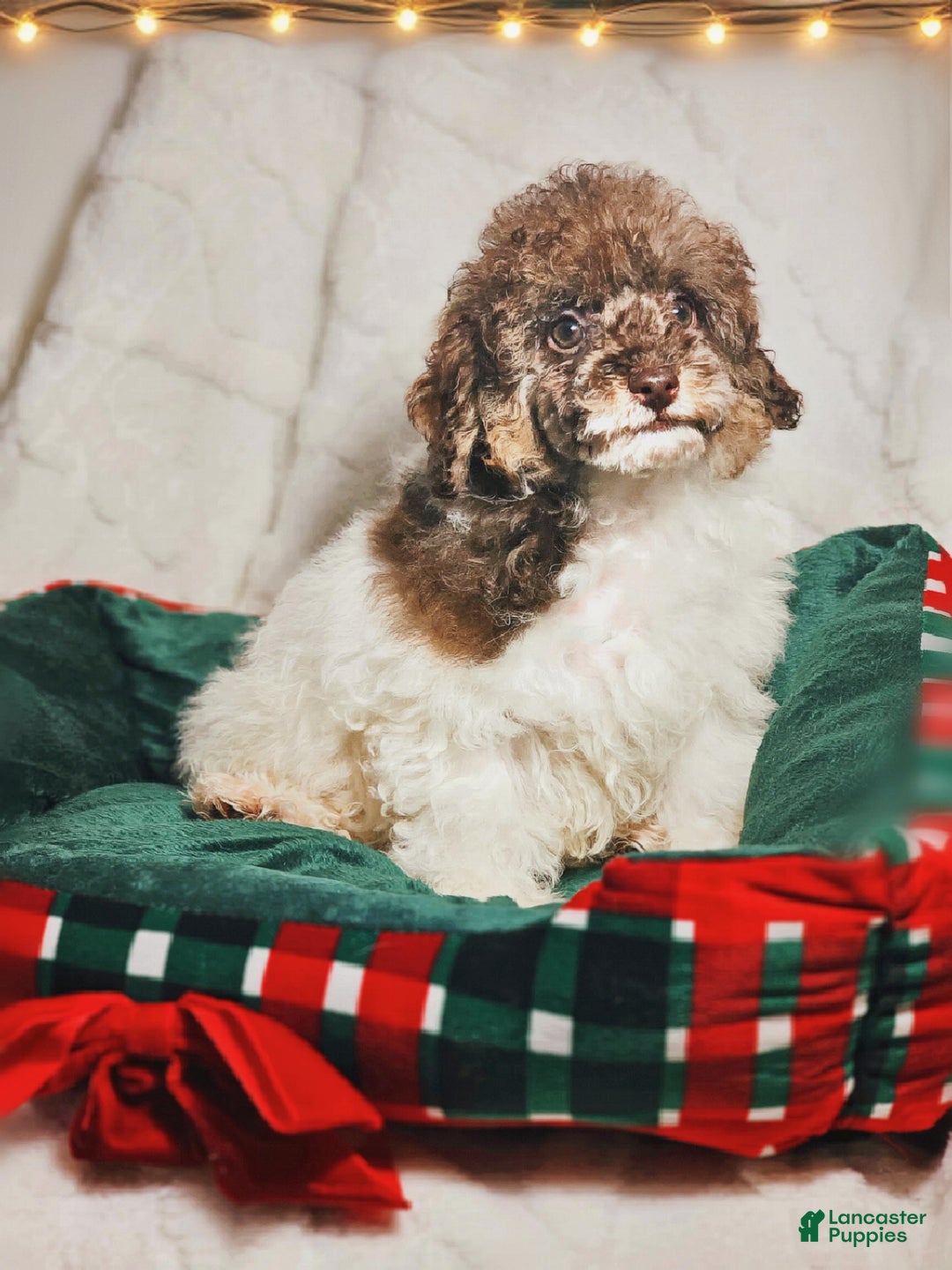 Toy Poodle dogs for sale: Trundle - Ad 1