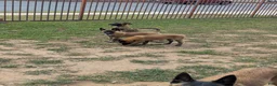 Belgian Malinois dogs for sale: Belgian Malinois Puppy 2 - Ad 5