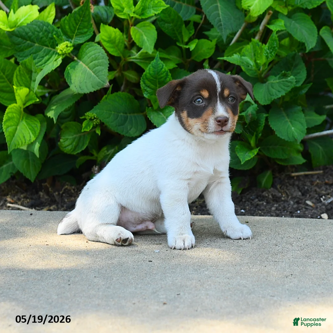 Jack Russell Terrier dogs for sale: Bernard - Ad 3