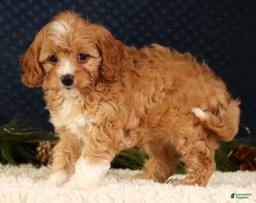 Cavapoo dogs for sale: Vanessa - Ad 4