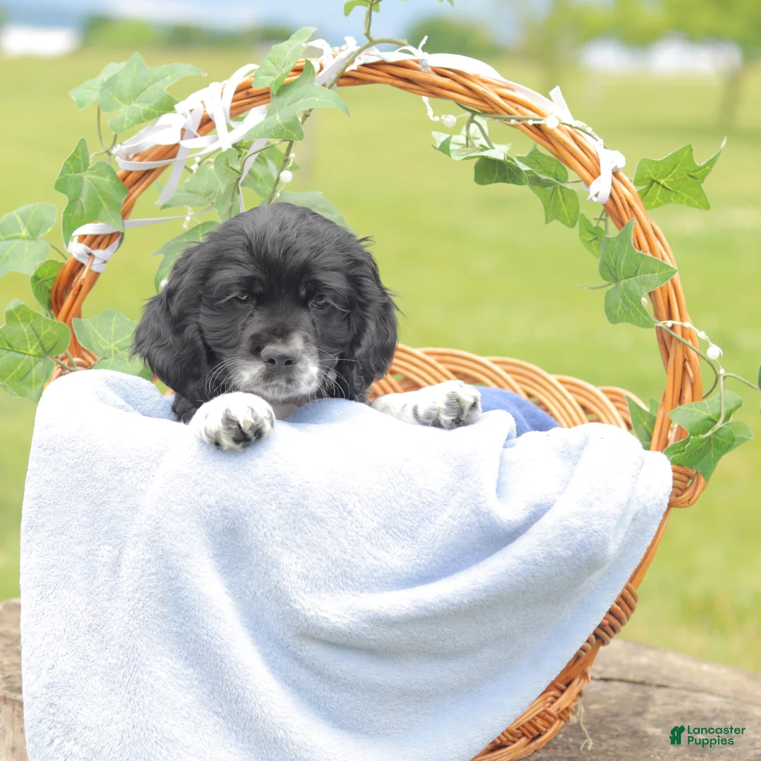 Cocker Spaniel dogs for sale: Remington  - Ad 2