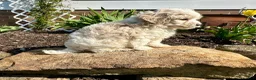 Maltipoo dogs for sale: Chuckles  - Ad 4