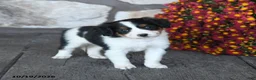 Mini Bernedoodle dogs for sale: Daisy - Ad 4