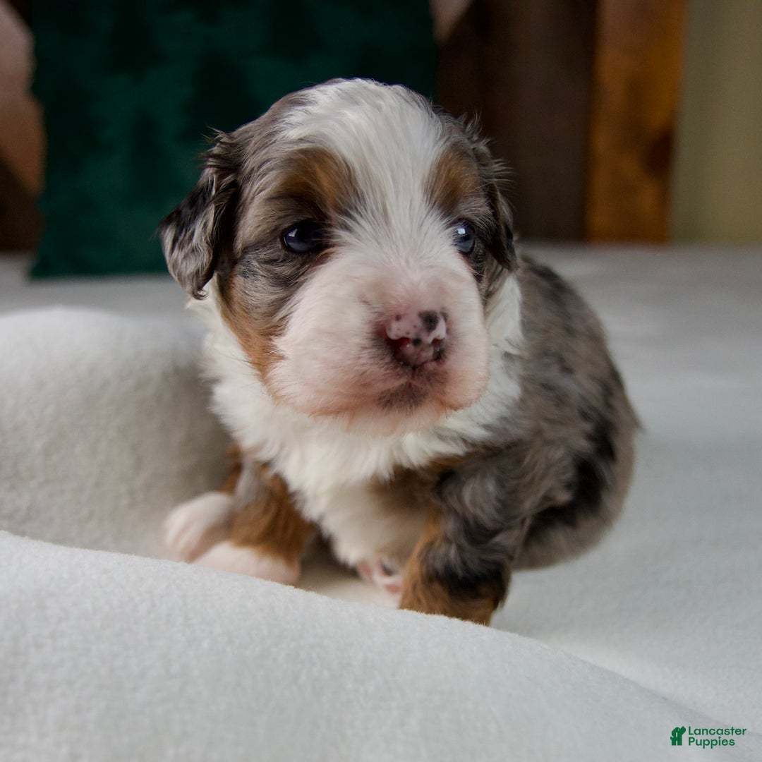 Mini Bernedoodle dogs for sale: Holly Girl - Ad 3