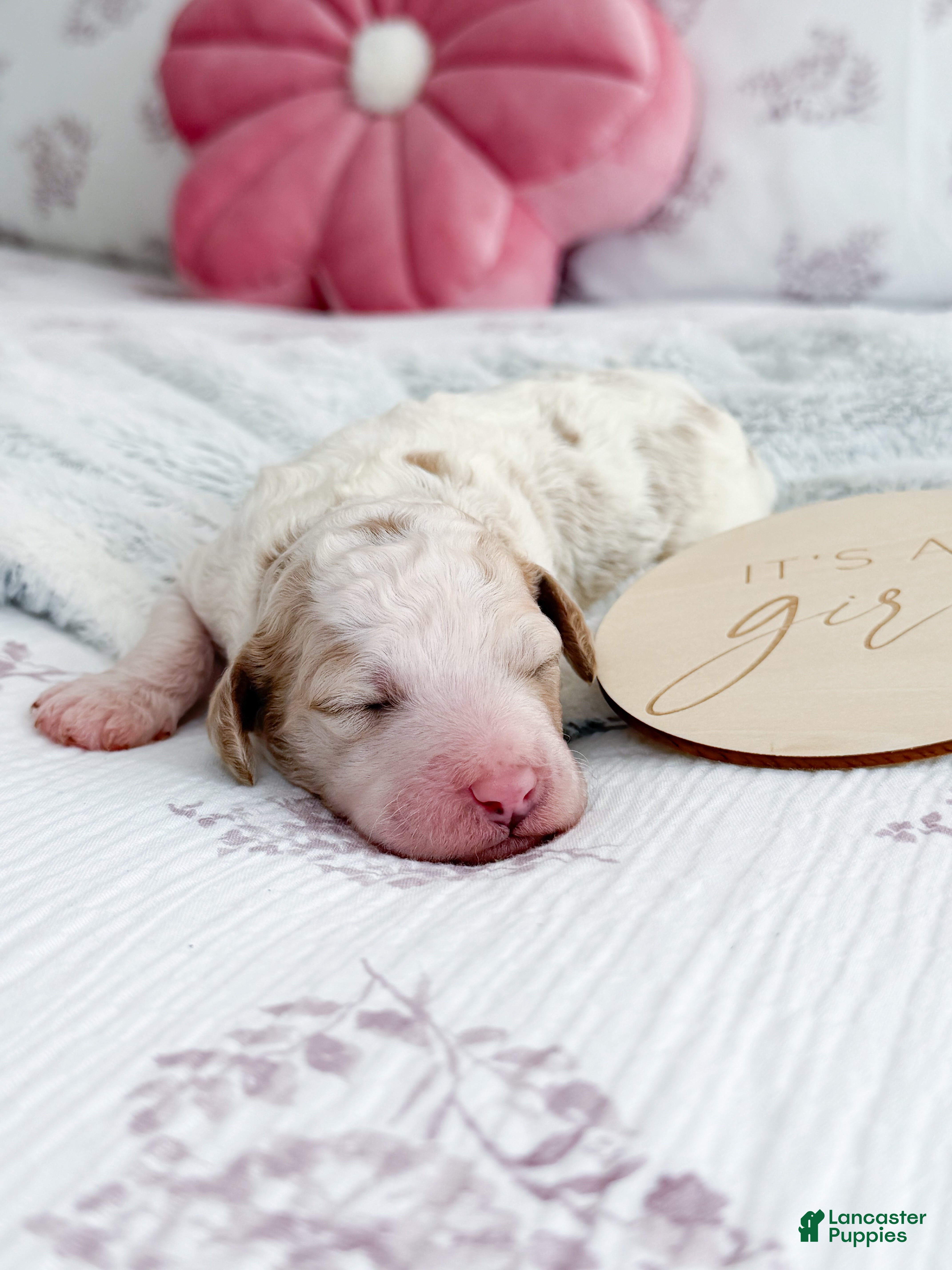 Goldendoodle dogs Belle - Ad 2