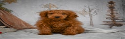Mini Goldendoodle dogs for sale: Royce - Ad 3
