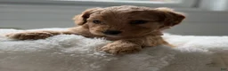 Cavapoo dogs for sale: Rainier🩷 - Ad 6