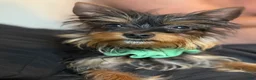 Yorkshire Terrier dogs for sale: Yorkshire Terrier 1 - Ad 4